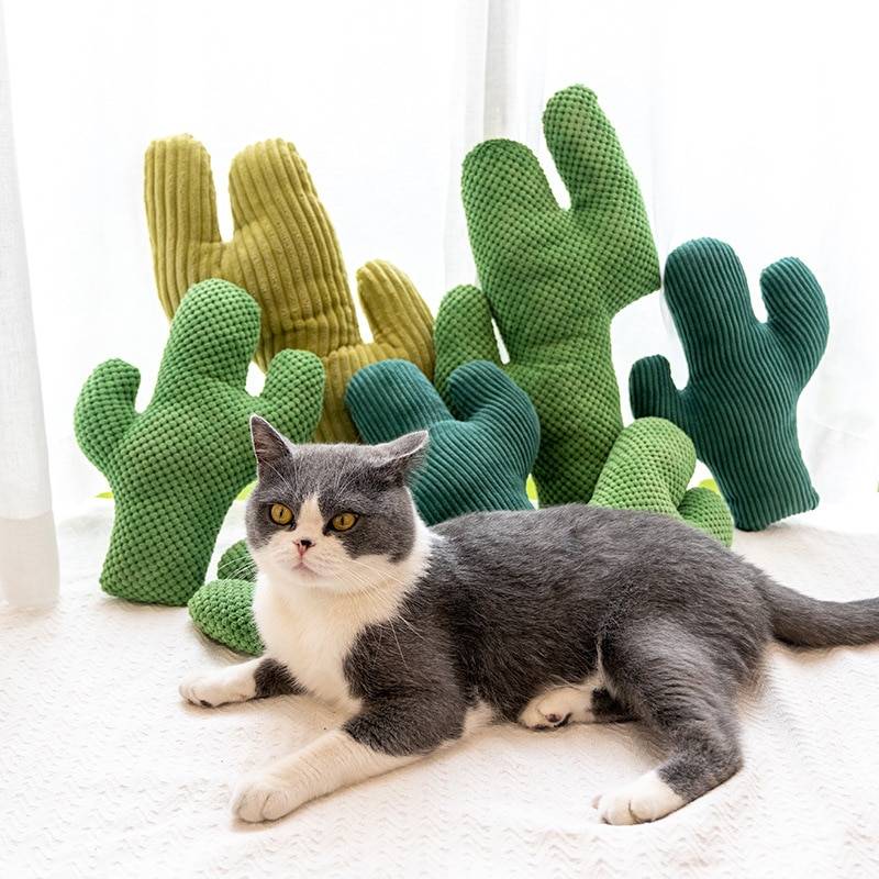 Cactus Catnip Cat Plush Toy Cat Toys Cats & Dogs a1fa27779242b4902f7ae3: 1|2|3|4|5|6|7|8|9